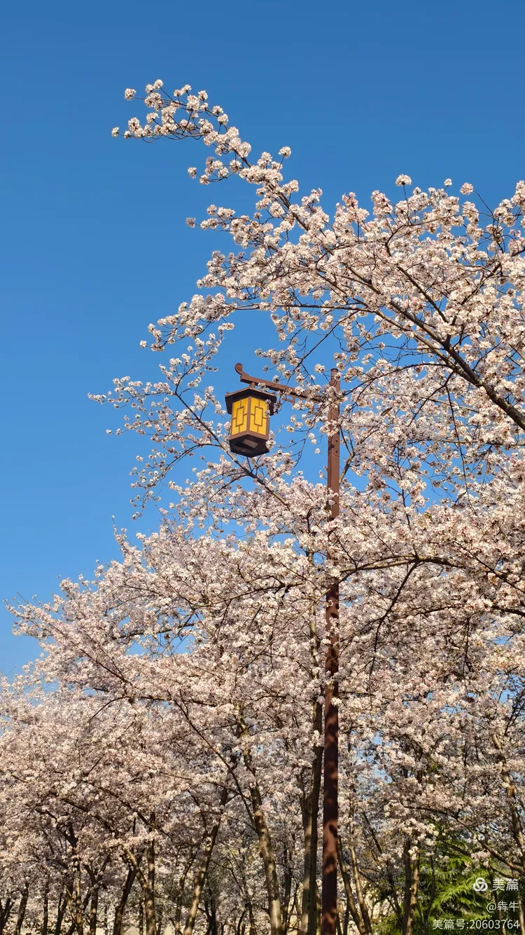 扬州鉴真樱花大道美不胜收